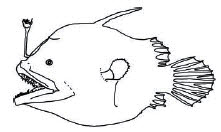 Familia Oneirodidae.jpg